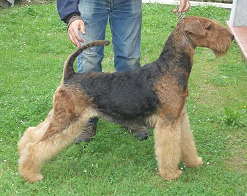 raza Airedale, perro Airedale, Airedale, cuidados Airedale, mascota Airedale