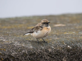 Pied Wheatear - Meols, Wirral