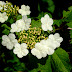 white flowers wallpapers.