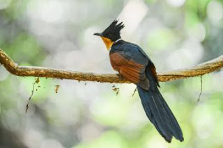 Burung bubut pacar jambul atau chestnut-winged cuckoo yang juga dikenal dengan red-winged crested cuckoo (Clamator coromandus) 