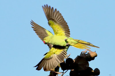 "Rose-ringed Parakeet - Psittacula krameri, taking off, exposing its underwings of vibrant green colour."