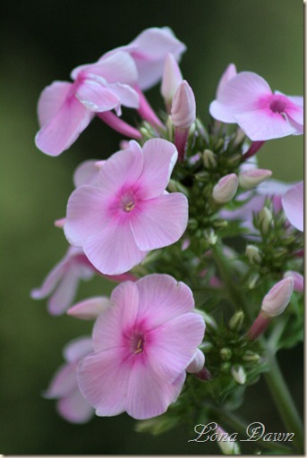 Phlox2_BrightEyes