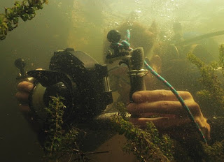 Foto Nieuwe reeks Wildernis onder water. https://portal.eo.nl/over-de-eo/pers/artikel/2018/10/nieuwe-reeks-wildernis-onder-water-op-npo-2/