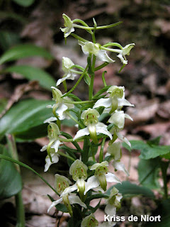 Orchidées de France 