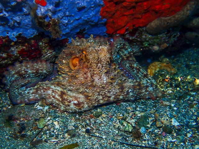 Octopus vulgaris - Pieuvre commune