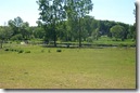 Pond and horses