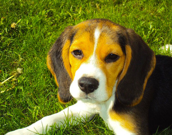 Beagle Dog Pictures, wallpapers and images of puppies