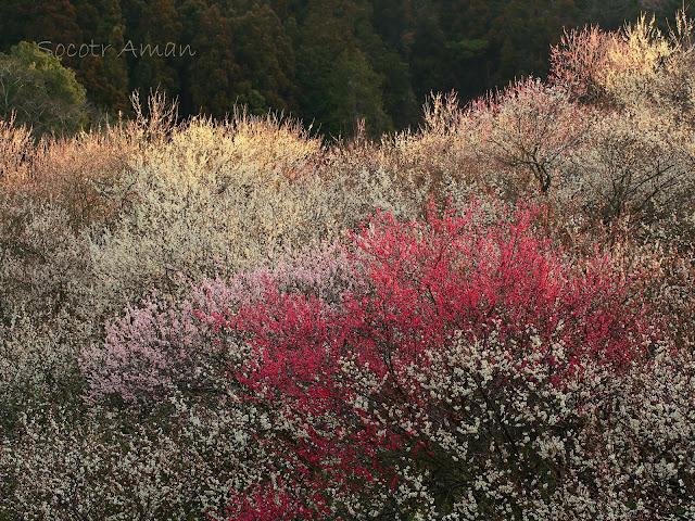 Prunus mume