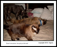 FIV cat playing with dogs on bed
