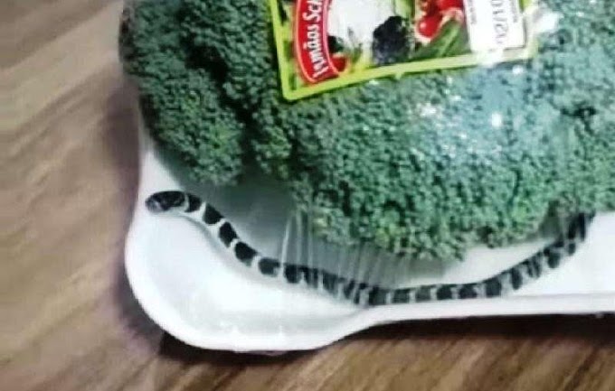 Cobra é encontrada em embalagem de brócolis no Vale do Itajaí