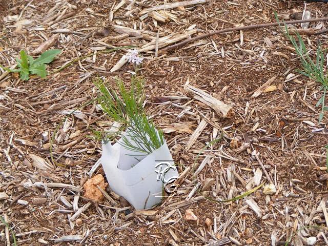 Peterborough Community Garden: Slab Prep and Windbreak Growth