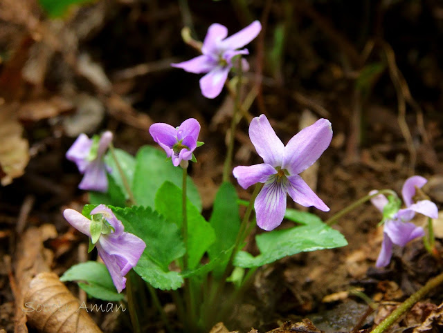 Viola japonica