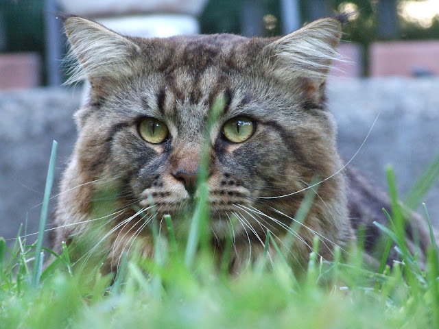 Maine Coon - Creative Commons by gnuckx by gnuckx from flickr (CC-BY)