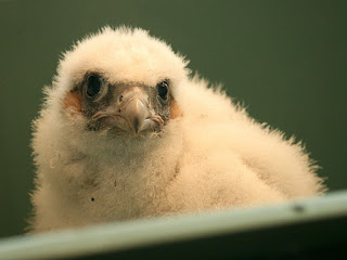 Peregrine Falcon