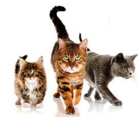 "DUNIA KUCING": Ubat-Ubatan & Supplement yang Kucing kami 