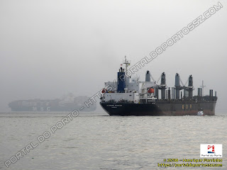 MSC Lily e African Pelican