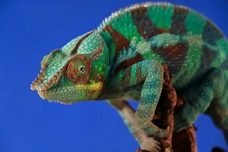 Panther Chameleon