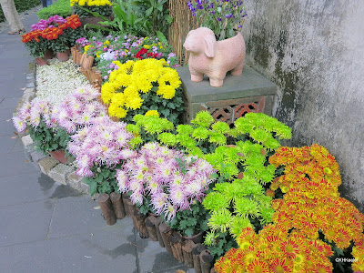 chrysanthemums in pots