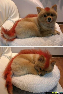Anjing Yang Mirip Lambang Fire Fox Gan Sangat Lucu 