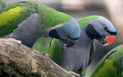 burung betet enggano