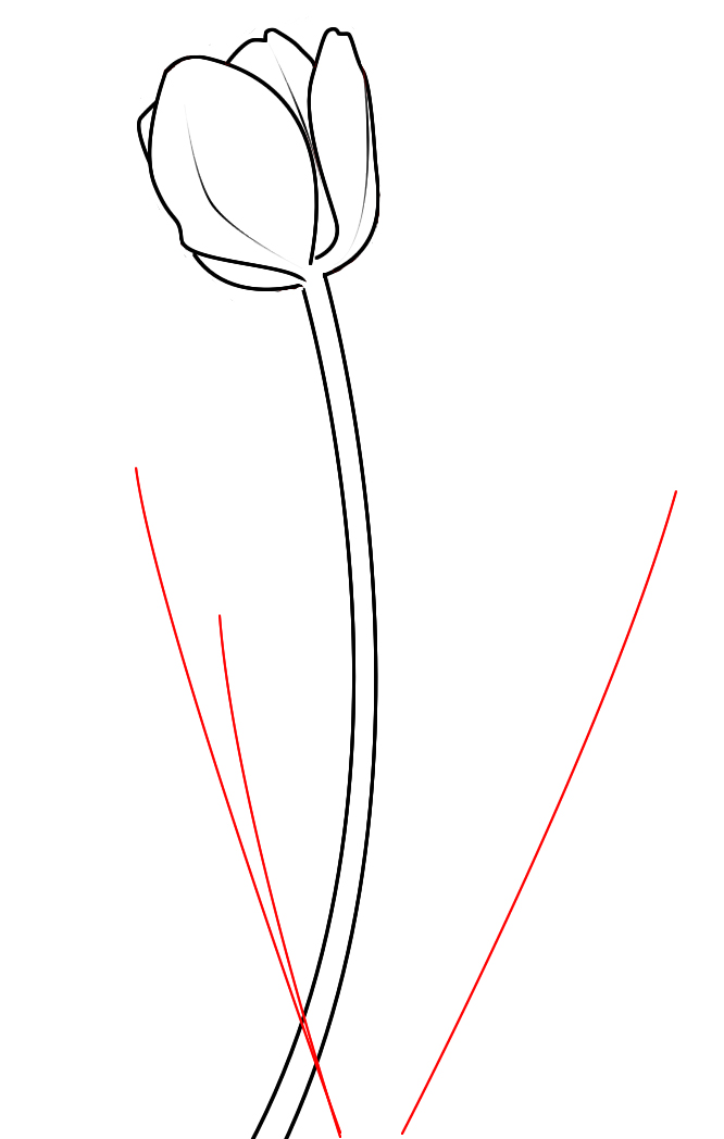 How To Draw A Tulip - Draw Central