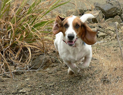 Running Basset Hounds Seen On www.coolpicturegallery.us