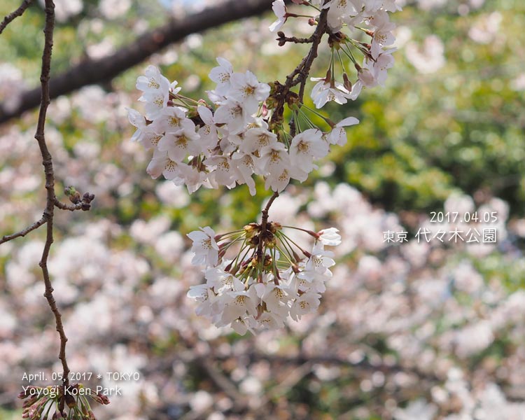 代々木公園の桜