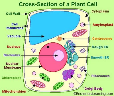 animal cell diagram grade 8. LM Grade 8 Science: Plant Cell