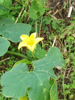 flor de calabacín