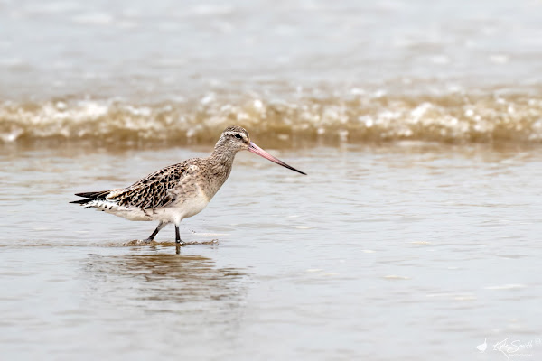 Bar-tailed godwit