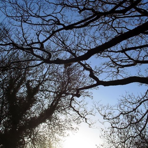 sycamore - laughton lane - follow a tree