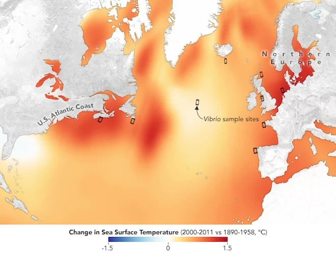 Global warming provokes the multiplication of deadly bacteria