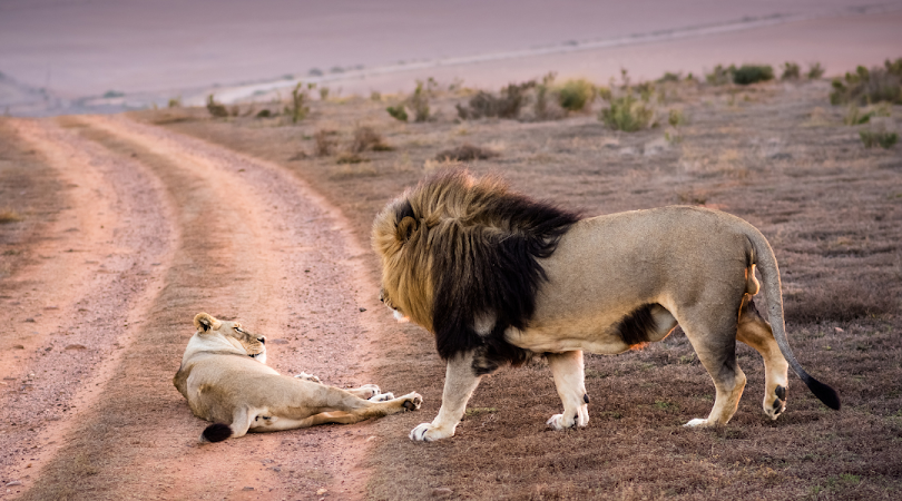 Do Lions Eat Other Lions?