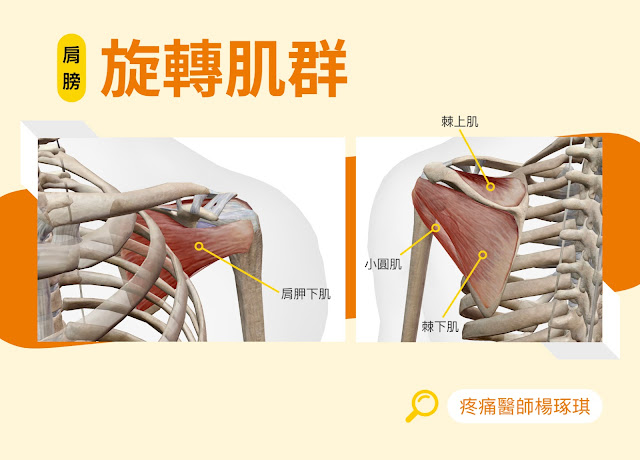 楊琢琪醫師以圖片示意肩膀旋轉肌群的組成