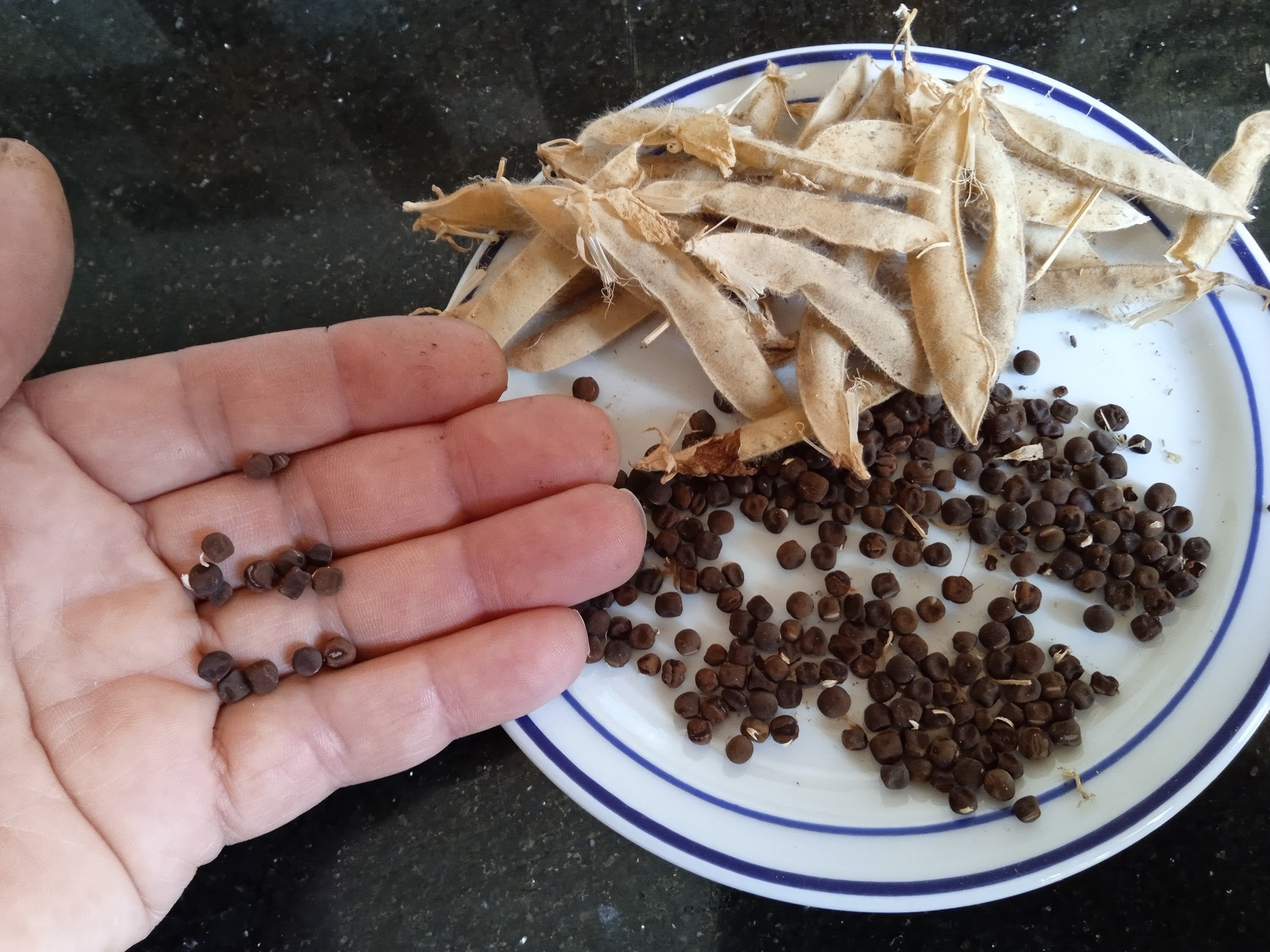 Remove the seeds from their pods, dry them on a windowsill and store in paper bags until you a ready to sow them next season.