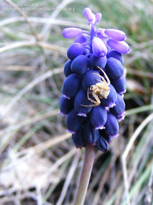 http://www.biodiversidadvirtual.org/herbarium/Muscari-neglectum-Guss.-ex-Ten.-img215652.html