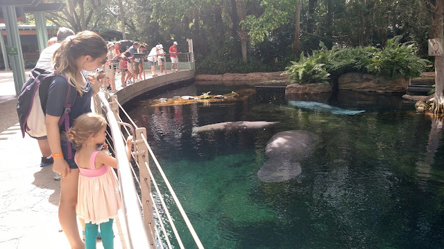 Manatees at Turtle Trek SeaWorld Orlando