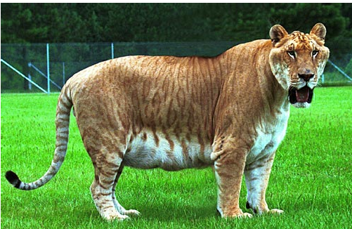 the Liger a while ago,
