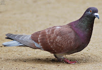 Paloma bravía (Columba livia)​ 