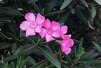 Nerium oleander