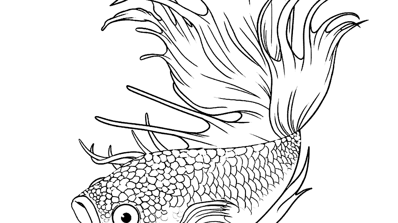 Lukisan Ikan Cupang Hitam Putih Cikimmcom