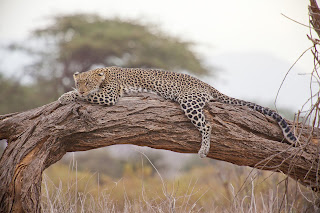 Picture of Leopard staying or sleep on branch of tree