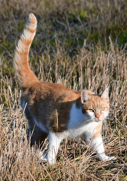 kattepus pusekatt pus katt