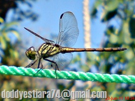 Capung ‘Yellow-tailed Ashy Skimmer’ (Potamarcha congener) betina