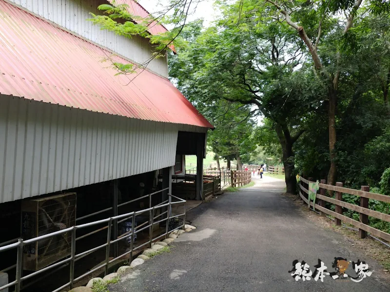 媲美清境青青草原｜苗栗飛牛牧場｜乳牛綿羊生態區~擠牛奶餵小羊小牛體驗