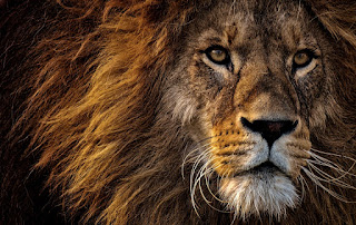 Why African Lions Are the King of the Jungle