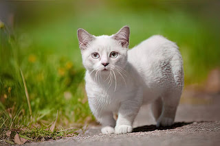 El Munchkin, un hermoso gato de patas cortas
