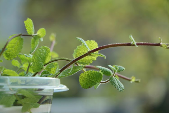 Ilustrasi tanaman lemon balm