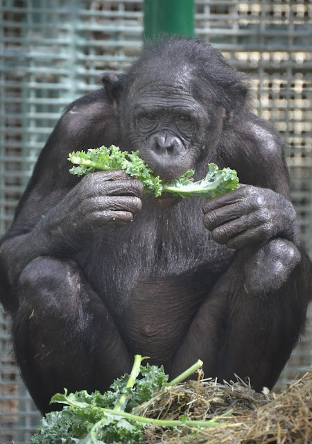 Front view of a bonobo sitting while munching on kale.