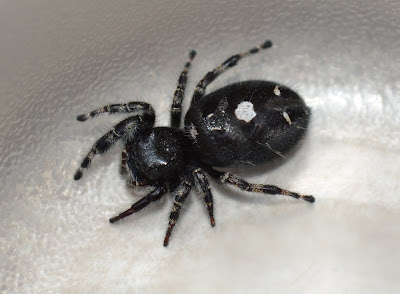 Michigan Spiders - Daring Jumping Spider-3a